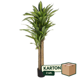 2szt dracena w doniczce wys:150cm