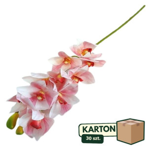 30szt storczyk cymbidium wys:75cm