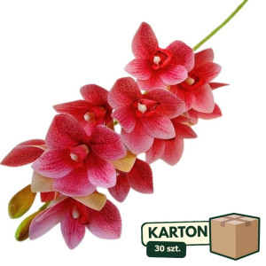 30szt storczyk cymbidium wys:75cm
