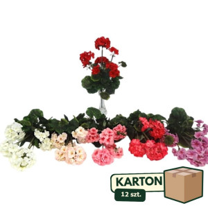 12szt bukiety pelargonii wys:45cm mik kolorów