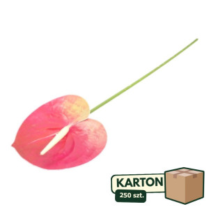 250szt anturium na łodydze wys:60cm szer:12cm