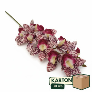 30szt storczyk cymbidium wys:78cm szer:15cm