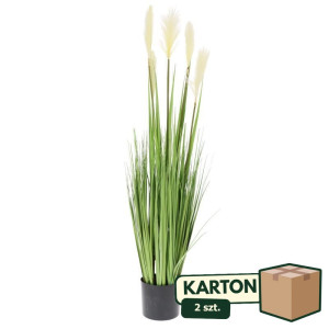 2szt trawa pampasowa w doniczce wys:115cm