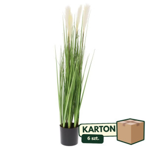 6szt trawa pampasowa w doniczce wys:92cm