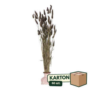60op*50G dmuszek - lagurus wys:60-70cm