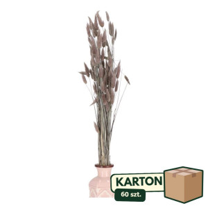 60op*50G dmuszek - lagurus wys:60-70cm