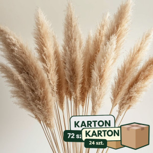 24op*3szt trawa pampasowa farbowana wys:145-150cm