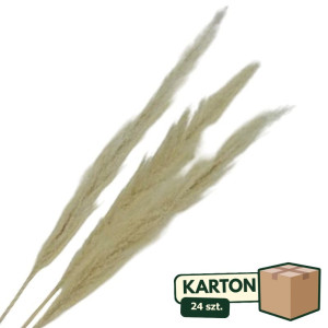 24op*3szt trawy pampasowe farbowana wys:115cm