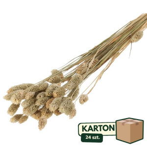 24op*50G phalaris suszony wys:70-75cm