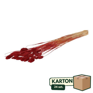 24op*50G phalaris suszony wys:70-75cm