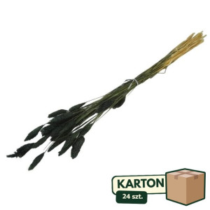 24op*50G phalaris suszony wys:70-75cm