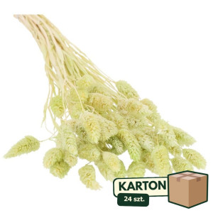 24op*50G phalaris suszony wys:70-75cm