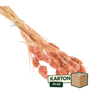24op*50G phalaris suszony wys:70-75cm