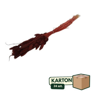 24op*50G phalaris suszony wys:70-75cm