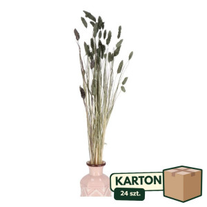 24op*50G phalaris suszony wys:70-75cm
