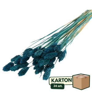 24op*50G phalaris suszony wys:70-75cm