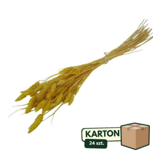 24op*50G phalaris suszony wys:70-75cm