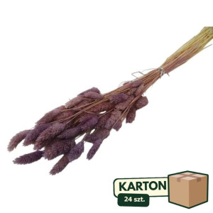 24op*50G phalaris suszony wys:70-75cm