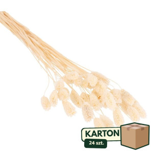 24op*50G phalaris suszony wys:70-75cm