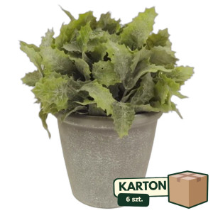 6szt piki w doniczce wys:18cm