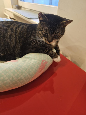 Pomóż Rogerowi - karma Cats Plate Turkey 180g