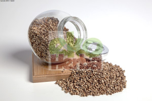 Kolendra Ziarna Całe - 250g Ekoherba