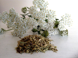 Krwawnik Ziele  . - 5 Kg Ekoherba