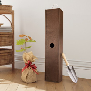 Sadzonka dębu w skrzyni - Korzeń tradycji