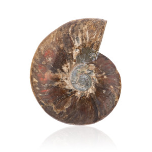 Amonit - Doskonały Kamień Ochronny - Skamieniała Muszla - Opalizujący - 959 g - Ezoterra
