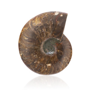 Amonit - Doskonały Kamień Ochronny - Skamieniała Muszla - Opalizujący - 510 g - Ezoterra