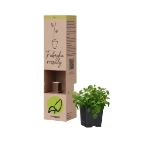 Sadzonka oregano