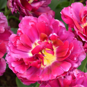 Tulipan Alison Bradley