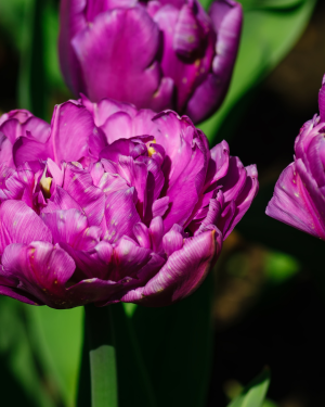Tulipan Blue Wow