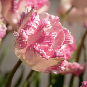 Tulipan Cabanna