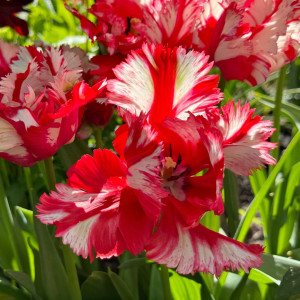 Tulipan Estella Rijnveld