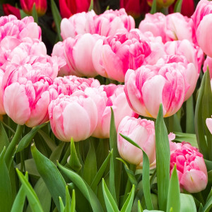 Tulipan Foxtrot