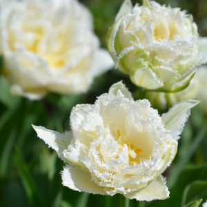Tulipan Snow Crystal