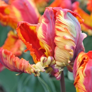 Tulipan Rasta Parrot