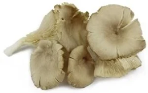 GRZYBY BOCZNIAKI ŚWIEŻE BIO ok. 0,20 kg