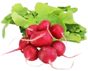RZODKIEWKI ŚWIEŻE BIO (ok. 150 g)