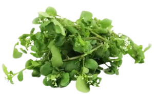RUKIEW WODNA BIO ok. 50 g