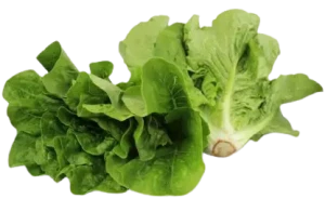 SAŁATA RZYMSKA MINI ŚWIEŻA BIO