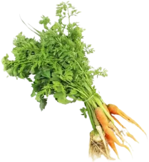 WŁOSZCZYZNA PĘCZEK ŚWIEŻA BIO (ok. 0,40 kg)