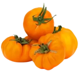 POMIDORY ŻÓŁTE ŚWIEŻE BIO (ok. 0,60 kg)
