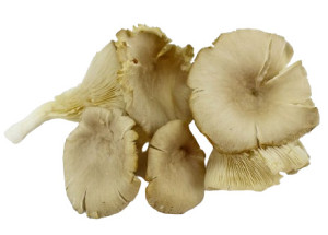 GRZYBY BOCZNIAKI ŚWIEŻE BIO (tacka ok. 0,20 kg)