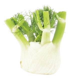 KOPER WŁOSKI BIO ŚWIEŻY (FENKUŁ) (ok. 0,35 kg)