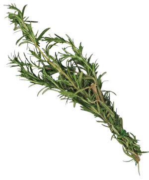 ROZMARYN ŚWIEŻY BIO (około 50 g)