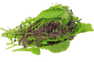 MUSZTARDOWIEC BIO ŚWIEŻY NIEMYTY (ok. 100 g)