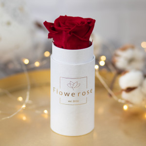 Ciemnoczerwona wieczna róża biały flowerbox CLASSIC MINI