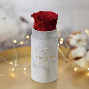 Ciemnoczerwona wieczna róża szary flowerbox VELVET MINI